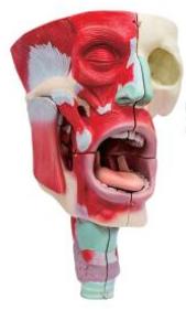 鼻、口、咽喉腔分解模型